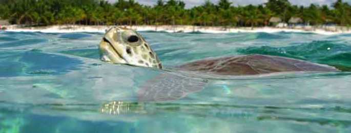 nado-con-tortugas-akumal