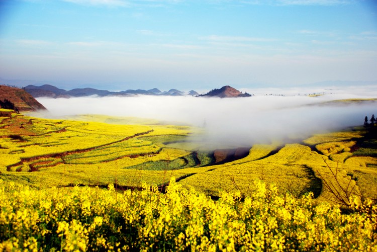 #(2)CHINA-YUNNAN-LUOPING-RAPE FLOWER-BLOSSOM (CN)
