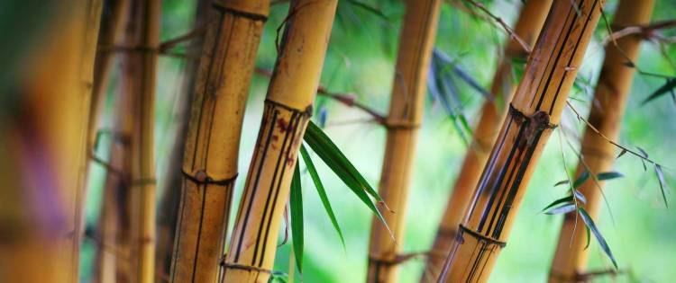 cbth_bamboo