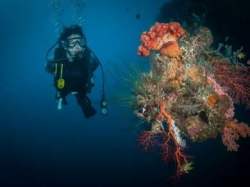 dive20gili20air20dive20resort20dive-gili-air20dive-resort20diving20gili20islands20gili-islands20idc20oceans20520dive20oceans-5-dive20padi20scuba5_390x390