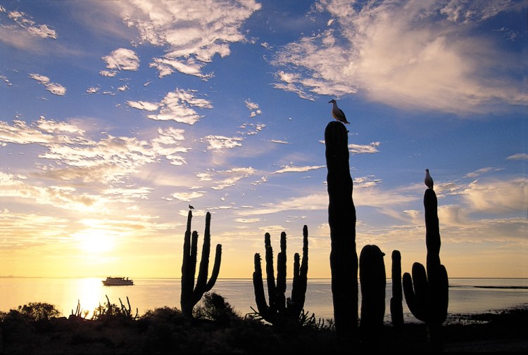 mex_baja-desert_blog1