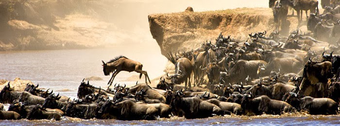 gran-migracion-safari-africa