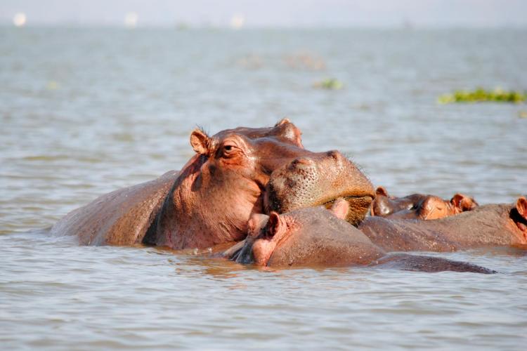 lago-naivasha-hipopotamo-1