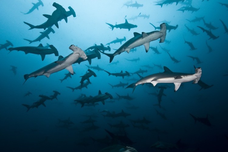 a-large-school-of-hammerhead-sharks-at-alcyone_-edwar-herrea-o