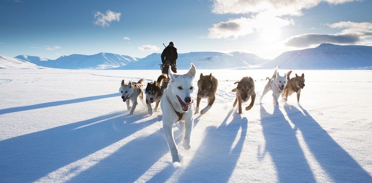 action_photocomp_dog-sled_hr_hr