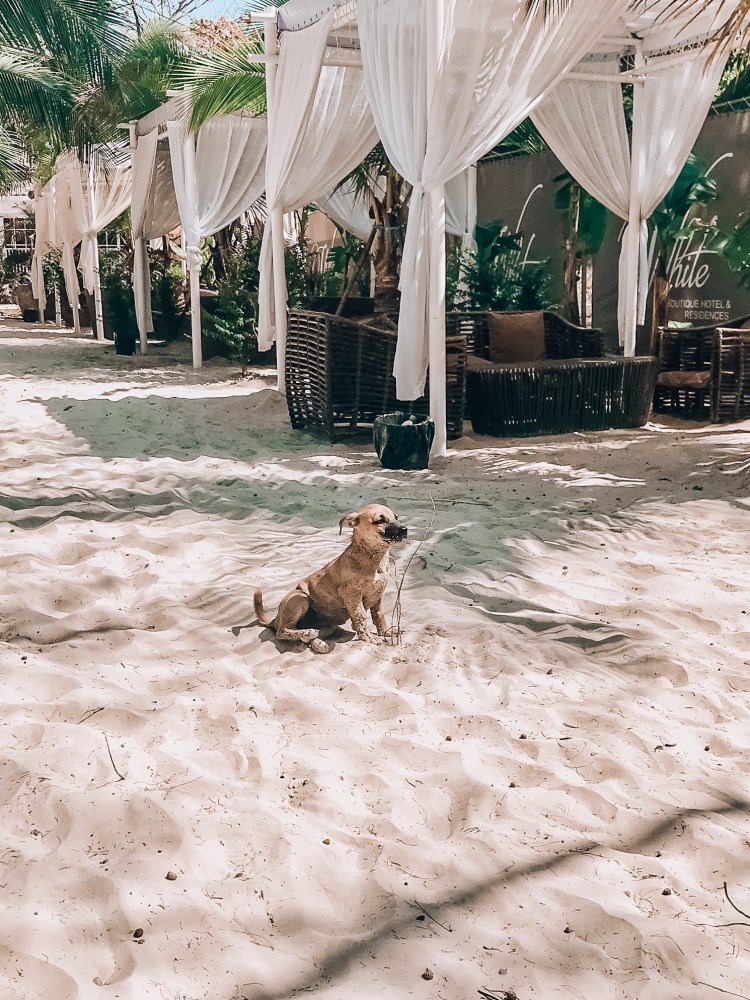 529C2D4F-E075-4617-80BB-135ACC14B3FD